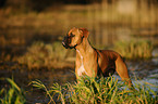 German Boxer