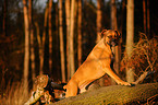 German Boxer