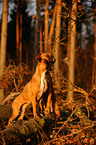German Boxer