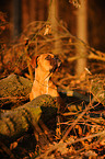 German Boxer