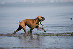 running German Boxer