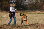 training a German Boxer