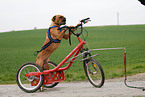 Deutscher Boxer at bike