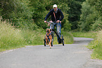 German Boxer at pulling