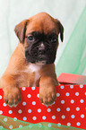 German Boxer Puppy