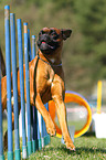 German Boxer at agility