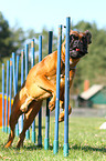 German Boxer at agility