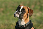 German Boxer Portrait