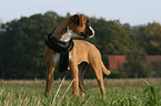 German Boxer