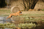 running German Boxer