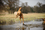 jumpng German Boxer