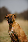 German Boxer Portrait