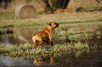 walking German Boxer