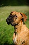 German Boxer Portrait