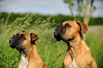 German Boxer