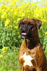 German Boxer Portrait