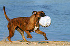 playing German Boxer