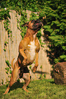 jumping German Boxer