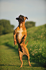 jumping German Boxer