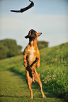 jumping German Boxer