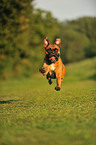 running German Boxer