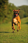 running German Boxer