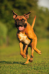 running German Boxer