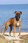 German Boxer