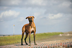 German Boxer