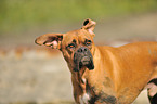 German Boxer Portrait