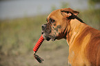 German Boxer Portrait