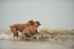 bathing German Boxer