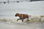 bathing German Boxer