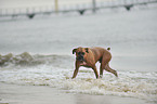 bathing German Boxer