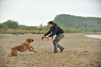 woman plays with German Boxer