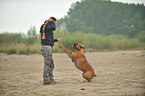 woman plays with German Boxer