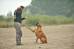 woman plays with German Boxer