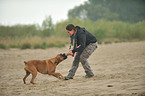 woman plays with German Boxer