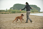 woman plays with German Boxer