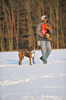 man and German Boxer