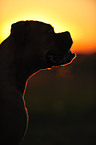 German Boxer Portrait