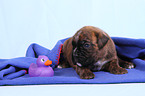 German Boxer Puppy