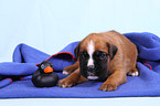 German Boxer Puppy