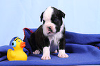 German Boxer Puppy