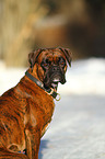 German Boxer Portrait