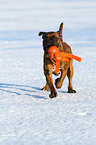 playing German Boxer