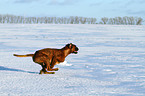 running German Boxer