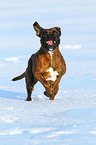 running German Boxer