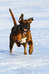 running German Boxer