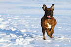 running German Boxer